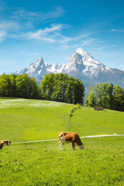 istock Idyllic summer landscape in the Alps with cows grazing 1161934554