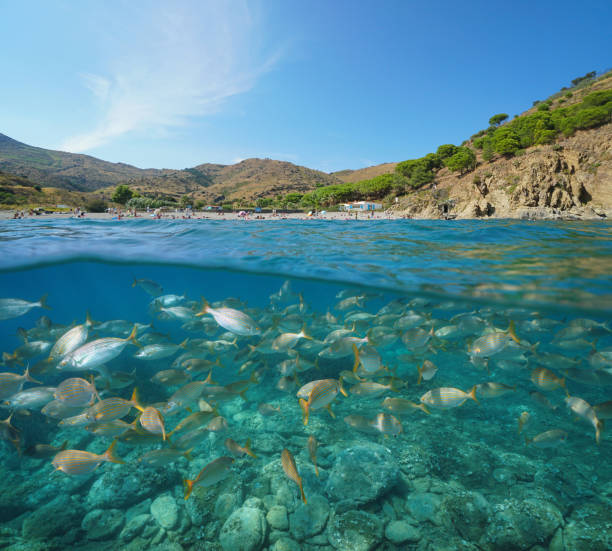 istock France Pyrenees Orientales coast fish underwater 1161935496