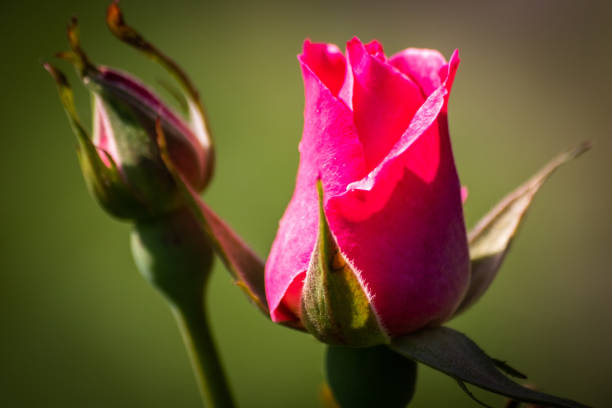 istock Rose flower in a roses garden 1161935697