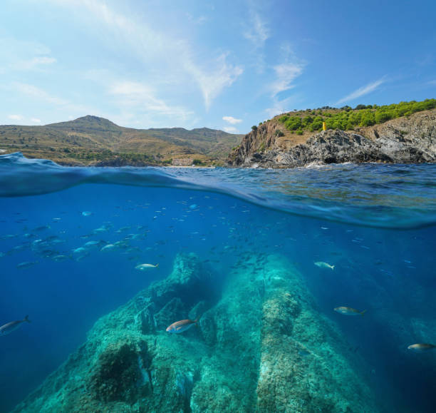 istock France Mediterranean sea marine reserve fish 1161935743