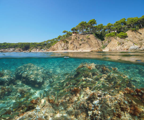 istock Mediterranean coast in Spain with fish underwater 1161937026