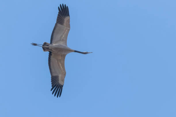 istock Common Crane in flight blue skies (Grus grus) migration 1161938673