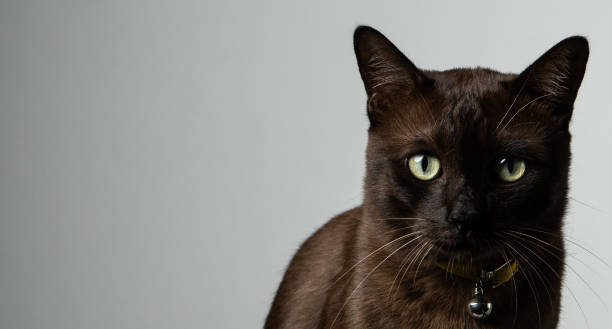istock brown cat sitting on chair with studio lighting 1161939851