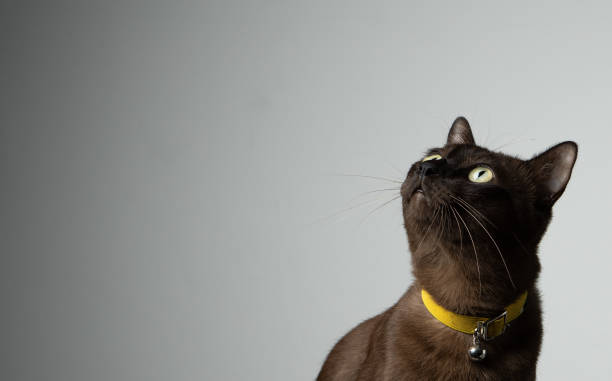 istock brown cat sitting on chair with studio lighting 1161939917