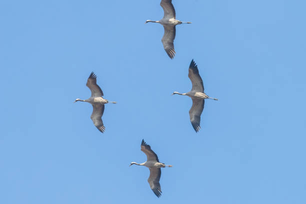 istock Common Cranes in flight blue skies, (Grus grus) migration 1161940094