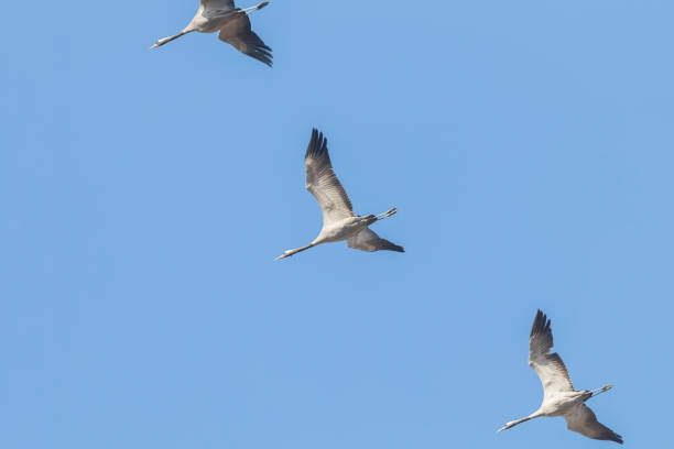 istock Common Cranes in flight blue skies, (Grus grus) migration 1161940463
