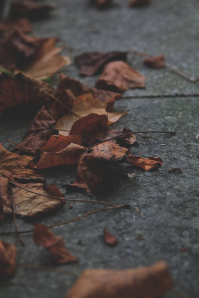 istock autum leaves on the ground (low key, crushed blacks) 1161940544