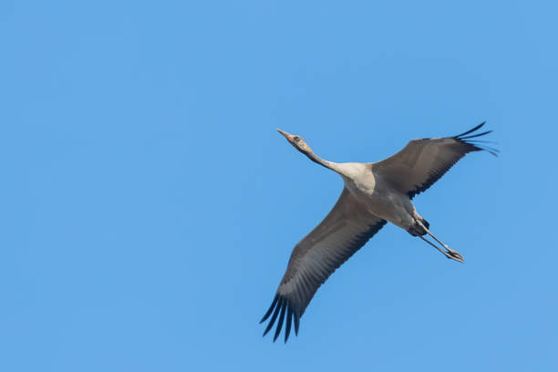 istock Common Crane in flight blue skies (Grus grus) migration 1161941393