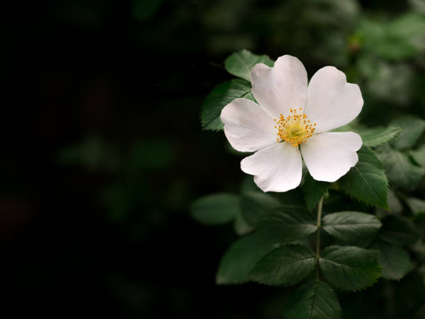 Wild rose. White flower of wild rose.