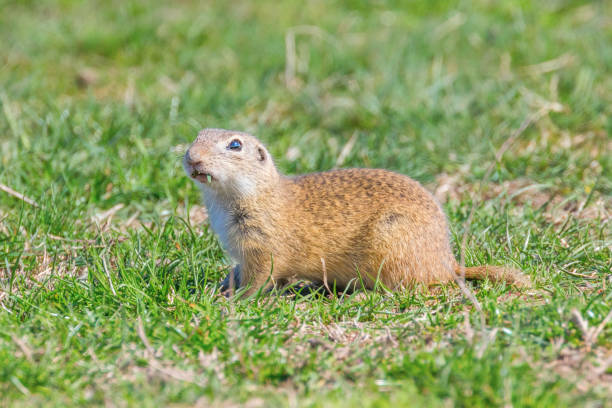istock Souslik (Spermophilus citellus) European ground squirrel in the natural environment 1161941621