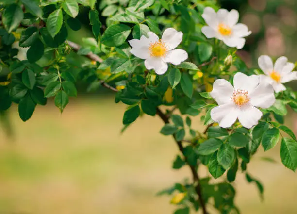 White flower of wild rose.