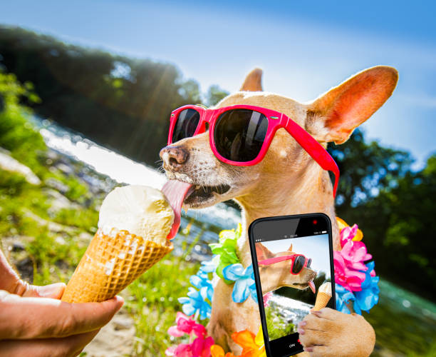 istock dog  summer vacation   licking ice cream 1161941712