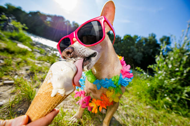 cane vacanza estiva leccare il gelato - podenco foto e immagini stock