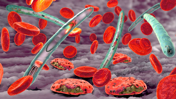 Malaria pathogen causing malaria illness and blood cells into blood circulation - 3d illustration Malaria pathogen causing malaria illness and blood cells into blood circulation - 3d illustration christoph stock pictures, royalty-free photos & images