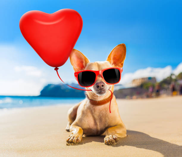 chihuahua summer dog