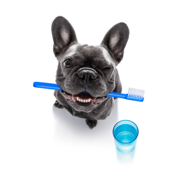 зубная зубная щетка собака - sweet tooth in a row стоковые фото и изображения