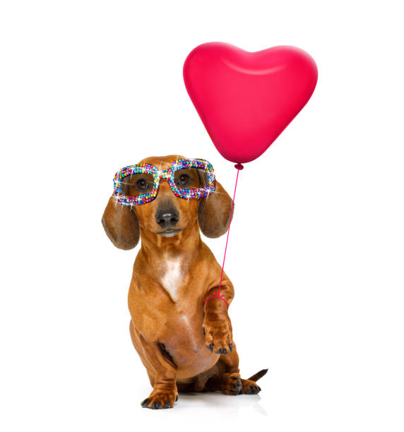 istock happy birthday  valeintines dog 1161941851