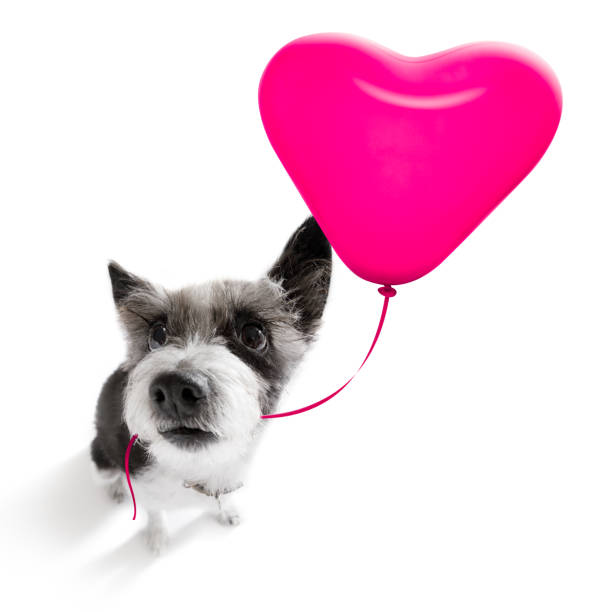 istock happy birthday  valeintines dog 1161941866