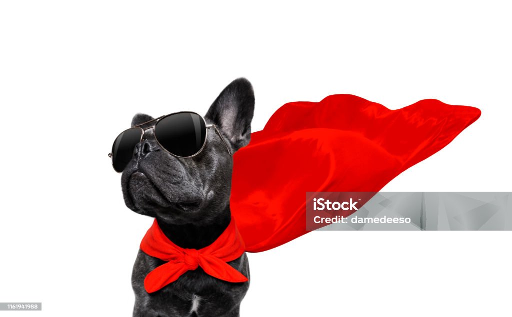 super hero dog super hero french bulldog dog with  red cape and  sunglasses for justice and strenght isolated on white background Dog Stock Photo