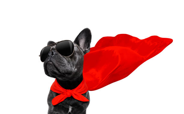 super hero dog super hero french bulldog dog with  red cape and  sunglasses for justice and strenght isolated on white background cape garment stock pictures, royalty-free photos & images