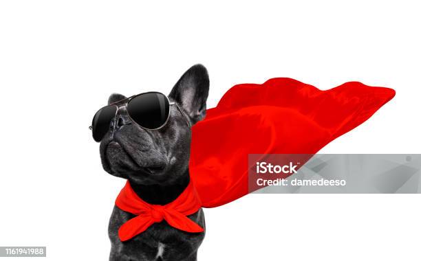 Super Hero Dog Stock Photo - Download Image Now - Dog, Superhero, Cape - Garment