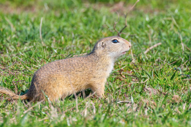 istock European ground squirrel, Souslik (Spermophilus citellus) natural environment 1161942028