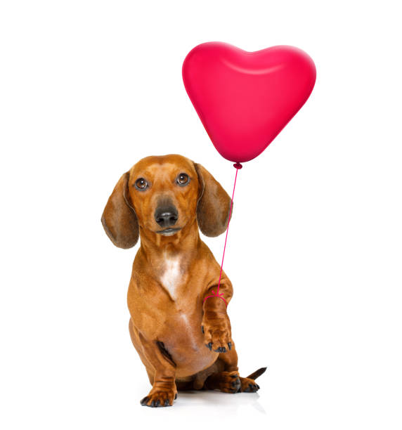 chien valeintines joyeux anniversaire - animal heart photos photos et images de collection