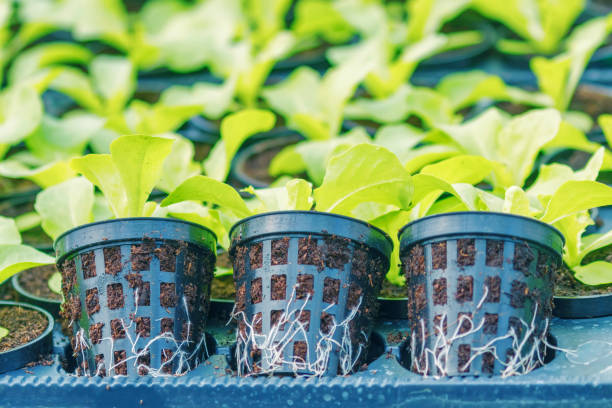 istock Lettuce Hydroponic farm. Lettuce Sprouts. Green Young Lettuce Plants. Lettuce seedlings. Spring Seedlings. 1161942582