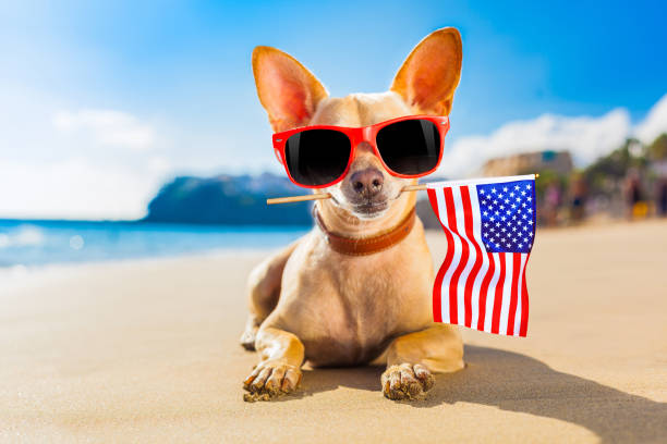 istock surfer dog  at the beach 1161942642