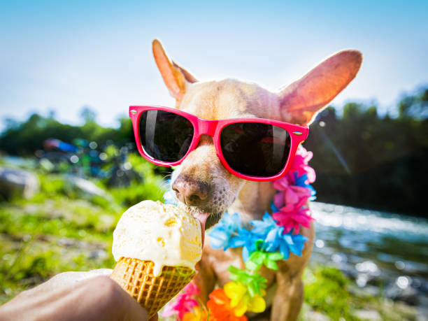 istock dog  summer vacation   licking ice cream 1161942651