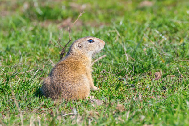 istock European ground squirrel, Souslik (Spermophilus citellus) natural environment 1161942676