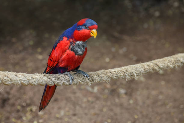 lory vermelho-e-azul, eos histrio, um papagaio pequeno, colorido com laranja brilhante, bico curto, cabeça vermelha e nuca violeta do pescoço - nape - fotografias e filmes do acervo