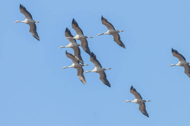 istock Flying flock of Common Crane (Grus grus) in flight blue skies, migration 1161943018