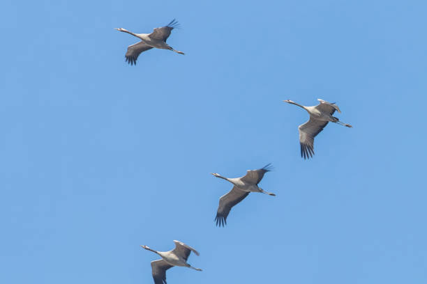 istock Flying flock of Common Crane (Grus grus) in flight blue skies, migration 1161943109