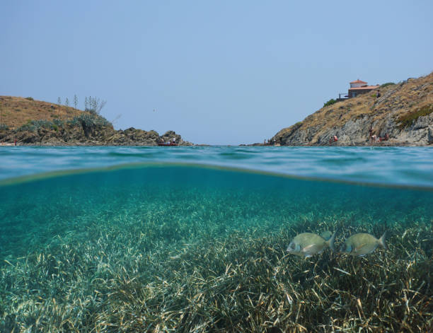 istock Mediterranean sea coast and Posidonia grass Spain 1161943125