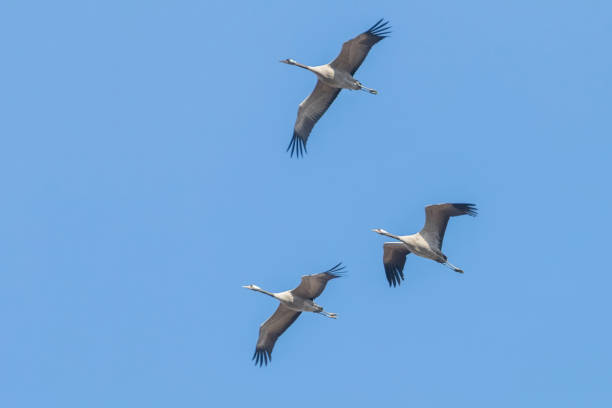 istock Common Cranes in flight blue skies, (Grus grus) migration 1161943137