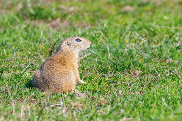 istock European ground squirrel, Souslik (Spermophilus citellus) natural environment 1161943943