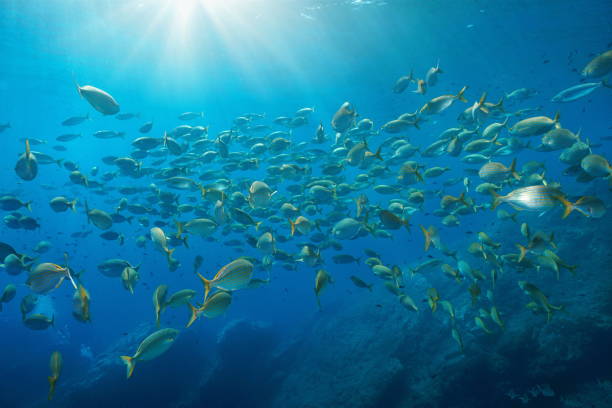 School of fish with sunlight Mediterranean sea stock photo