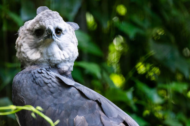 istock The Harpy Eagle (Harpia harpyja)with green nature bokeh as background 1161944103