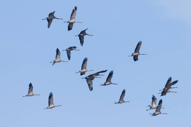 istock Common Cranes in flight blue skies, (Grus grus) migration 1161944179