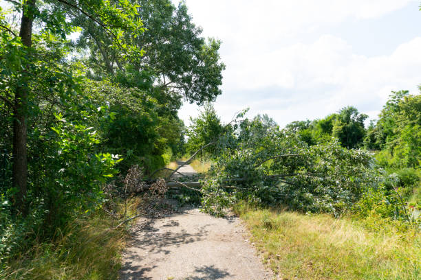 istock Hurricane has damaged a tree which felt on a street. Road blocked by damaged tree. 1161944377