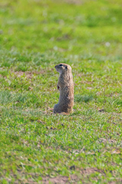 istock European ground squirrel, Souslik (Spermophilus citellus) natural environment 1161944450