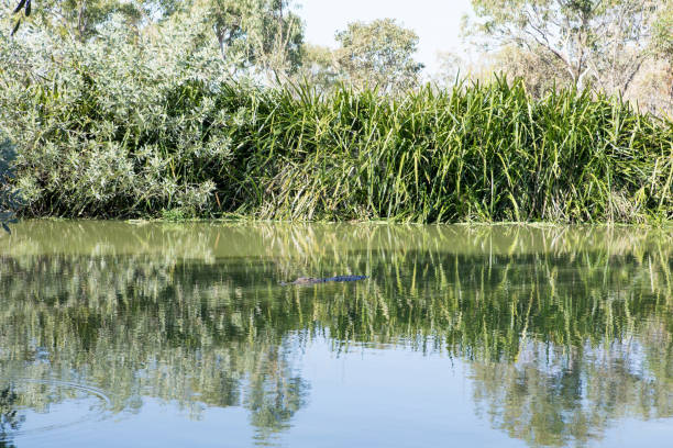 Scenic River in Australia disturbed by a saltwater crocodile
