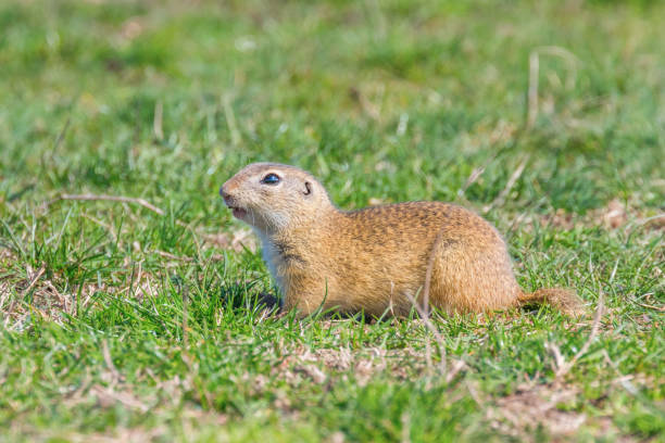 istock Souslik (Spermophilus citellus) European ground squirrel in the natural environment 1161944574