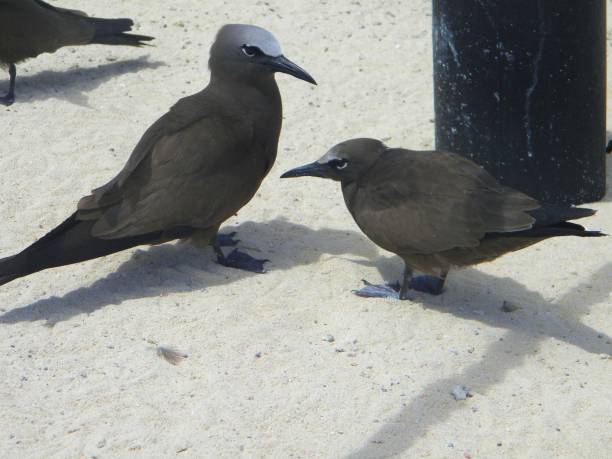 Brown Noddies on Michaelmas Cay, Australia Brown Noddy birds at Michaelmas Cay, Queensland, Australia brown noddy stock pictures, royalty-free photos & images