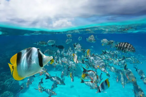 A school of tropical fish underwater and sky with cloud, split view above and below water surface, Rangiroa lagoon, Tuamotu, French Polynesia, south Pacific ocean