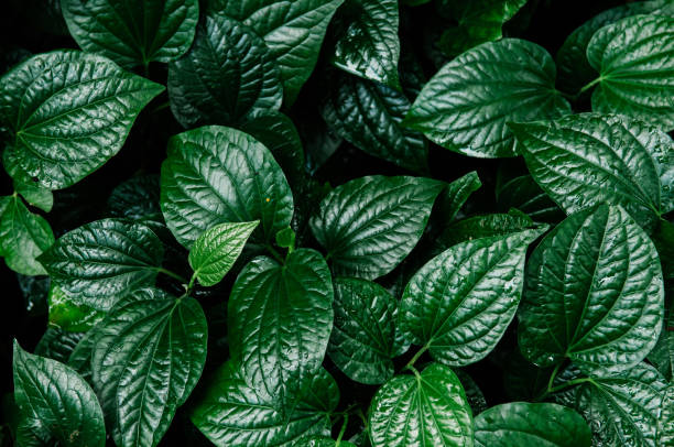 istock Green lush Betel leaves bush dark shadow top view 1161944759