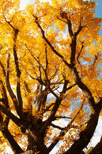 istock Big yellow autumn Gingo tree against sunlight silhouette image - Ueno park, Tokyo 1161944900