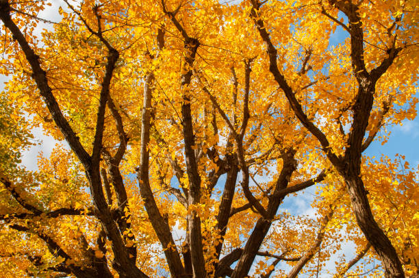 istock Big yellow autumn Gingo tree against sunlight silhouette image - Ueno park, Tokyo 1161944904
