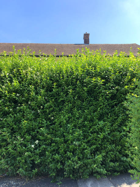 immagine di arbusti di siepi sempreverdi in alto nella tenuta della casa del consiglio inglese che devono essere potati / potatura privet piante di copertura foto nel giardino di fronte alla soleggiata giornata estiva, nome latino ligustrum ovalifolium, gi - privet foto e immagini stock